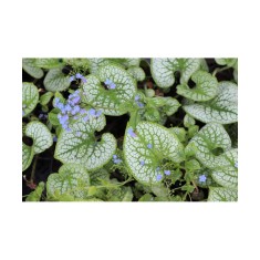 Planta Pomnita de Siberia, Brunnera macrophylla Sea Heart PBR C2, ghiveci 2l
