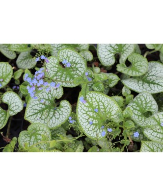 Planta Pomnita de Siberia, Brunnera macrophylla Sea Heart PBR C2, ghiveci 2l foto