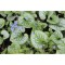 Planta Pomnita de Siberia, Brunnera macrophylla Sea Heart PBR C2, ghiveci 2l