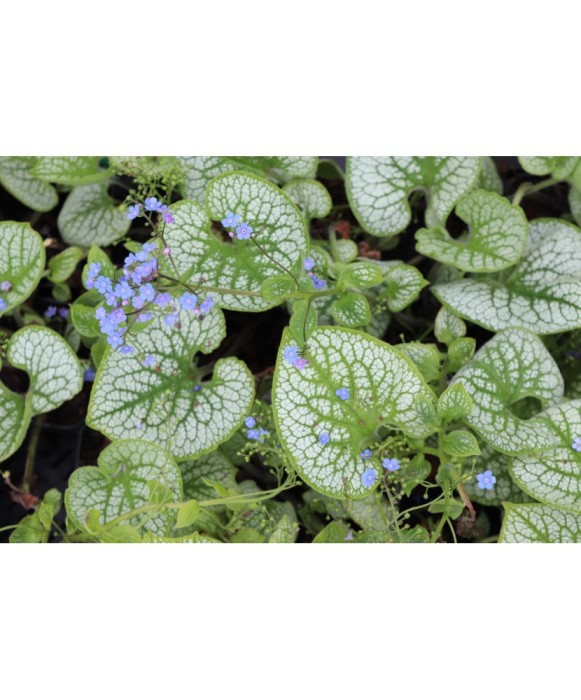 Planta Pomnita de Siberia, Brunnera macrophylla Sea Heart PBR C2, ghiveci 2l