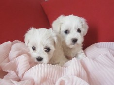 Bichon Maltese Mini Toy,Canisa!!! foto