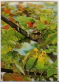 Bnk cp Carte postala 3D - Papagali - Japonia Toppan T-1, Circulata, Printata