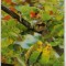 bnk cp Carte postala 3D - Papagali - Japonia Toppan T-1