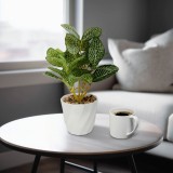 Planta artificiala Fittonia decorativa 20 cm, in ghiveci, design realist, decor casa birou