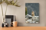 Tablou Canvas, "Marmota veghează peste st&acirc;nci alpine", Marmotă, St&acirc;ncă, Blană, Natură, Munte, Veveriță, Peisaj, Animal, Sălbatic, Observare, 26 x 39 c