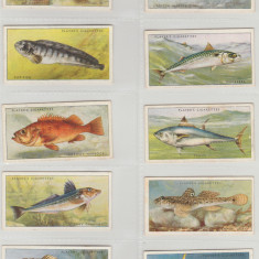 1935 Pesti marini - set complet 50 cartonase PLAYER'S Cigarette Cards