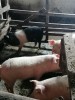 Purcei de v&acirc;nzare, landrace x pietrain, de 12 săptăm&acirc;ni, vaccinați și deparazitați