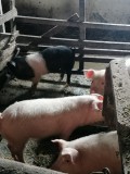 Purcei de v&acirc;nzare, landrace x pietrain, de 12 săptăm&acirc;ni, vaccinați și deparazitați