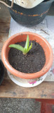 Aloe vera, Plant