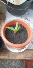 Aloe vera foto