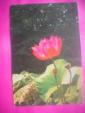 HOPCT 11495 NUFERI ROSII -CP FELICITARE FLORI- ROMANIA-NECIRCULATA