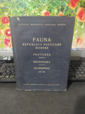 Fauna Republicii Populare Rom&acirc;ne Protozoa vol 1 Rhizopoda fasc 2 Euamoebidea 002