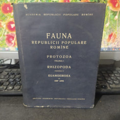 Fauna Republicii Populare Române Protozoa vol 1 Rhizopoda fasc 2 Euamoebidea 002