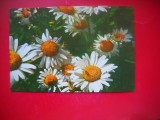 HOPCT 25238 MARGARETE -FLORI - FELICITARE ANIVERSARA - - - NECIRCULATA