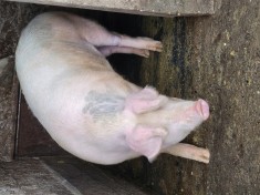 V&acirc;nd porci