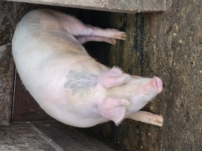 V&acirc;nd porci
