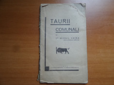 Taurii comunali &amp;amp;#8211; Mihail Vaida foto