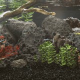 VidaXL Roci vulcanice, 10 kg, negru, 10-30 cm