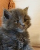 Puiuti Scottish Longhair cauta Oameni de nadejde