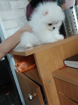 Pomeranian rasa pura foto