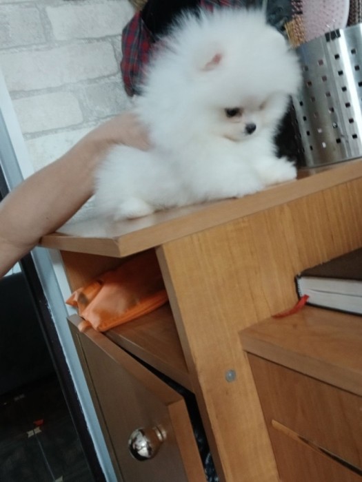 Pomeranian rasa pura