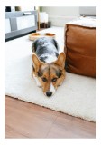 Tablou Canvas, "Bătr&acirc;nul g&acirc;nditor canin odihnindu-se", Corgi, Blană, Covor, Odihnă, Urechiușe, Adorabil, Relaxare, Casă., 26 x 39 cm, CMCLASS