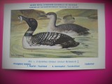 HOPCT 6318 COLYMBUS IMMER IMMER -PASARI DE APA -FAUNA EUROPA-CP CHROMO LITHO -MUZEUL REGAL STIINTE NATURALE BELGIA-NECIRCULATA, Printata