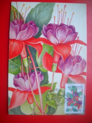 HOPCT MAXIMA ROMANIA NR 1281 CERCELUS / FUCHSIA HYBRIDA HORT - -FLORA foto