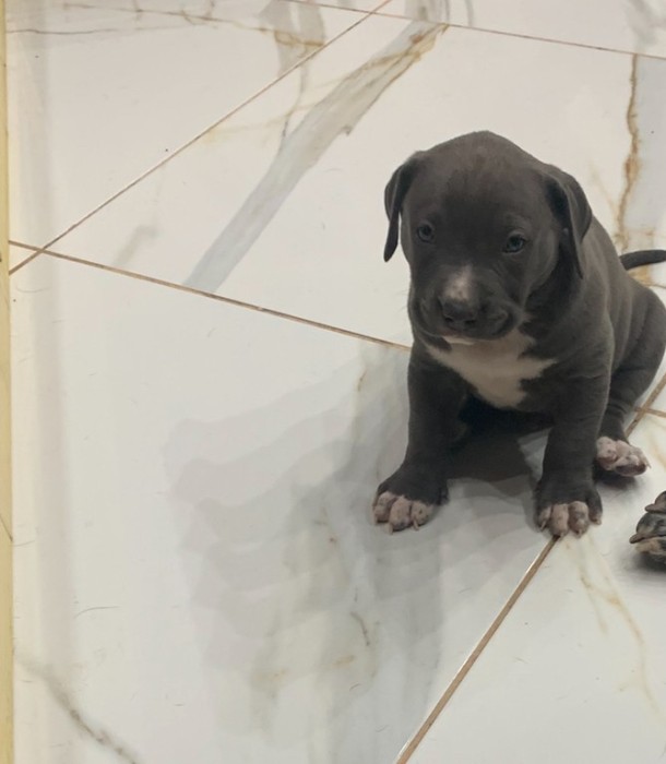 American Bully blue