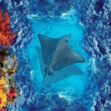 Sticker 3D pentru Podea - Pisica de Mare
