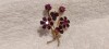 BROSA unica VIENEZA AUSTRIA 1900 manopera EXCEPTIONALA vintage DE EFECT superba, Alama