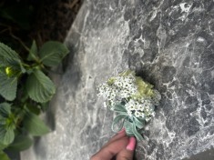 cocarde nunta