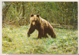 bnk cp Muzeul de istorie naturala Sibiu - Urs brun - necirculata