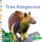 Tree Kangaroos