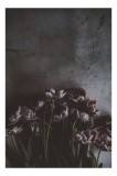 Tablou Canvas, "Flori de lalea &icirc;n penumbră misterioasă", Flori, Lalele, Umbre, Textură, &Icirc;ntunecat, Elegant, Natural, Bogat, Contrast, Delicat, 26 x 39
