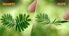 Mimosa pudica , planta miscatoare la atingere 5 seminte pentru semanat foto