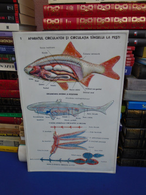 PLANSA DIDACTICA , PERIOADA COMUNISTA : APARATUL CIRCULATOR LA PESTI foto