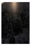 Tablou Canvas, "Rază de lumină &icirc;n pădurea &icirc;ntunecată", &Icirc;ntuneric, Lumină, Zăpadă, Copaci, Pădure, Iarnă, Tăcere, Mister, Farmec, Răcoare, 26 x 39 cm,
