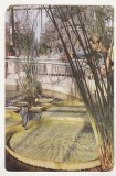 bnk cp Cluj - Gradina botanica - Sera plantelor exotice - uzata