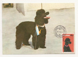 CA15 -Carte Postala-Asociatia Chinologilor din RSR - Caniche , circulata 1983