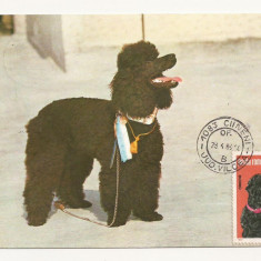 CA15 -Carte Postala-Asociatia Chinologilor din RSR - Caniche , circulata 1983