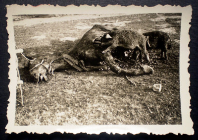 P.063 FOTOGRAFIE RAZBOI WWII SERBIEN SERBIA MISTRETI DEVORAND UN CADAVRU DE CAL foto