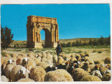 Bnk cp Tunisia - Sbeitla - Ruinele romane - necirculata, Printata