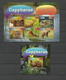 GUYANA 2016 FAUNA ANIMALE SALBATICE CAPIBARA