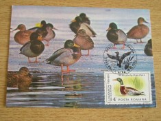 MAXIME - TEMATICA FAUNA - PASARI - PRIMA ZI A EMISIUNII SI EXPOZITII - NR 4 foto