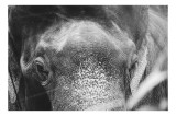 Tablou Canvas, "Privirea unui elefant contemplativ", Elefant, Ochi, Textură, Piele, Alb-Negru, Privire, Detalii, Captivant, Profund, Impresionant, 39