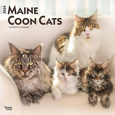 Maine Coon Cats 2024 Square foto