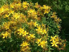 Sunatoare mare (Hypericum grandiflorum) foto