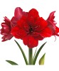 Amaryllis, Hippeastrum Double Dragon, Rosu Floare Dubla, 38/40,1 bulb, Oem