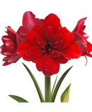 Cumpara ieftin Amaryllis, Hippeastrum Double Dragon, Rosu Floare Dubla, 38/40,1 bulb, Oem